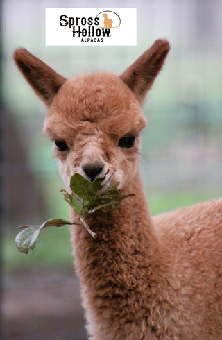 Photo of Alpaca Tour Gift Card