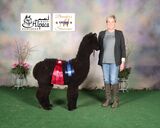 Eastern Alpaca Jamboree April 2024