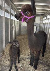 Proud Mama Amidala and Cash, first cria check July 2023