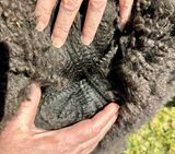 Blackfoot Fleece March 2024