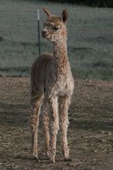 Xhenxi as a cria