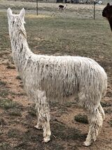 Somebody has been rolling in the hay