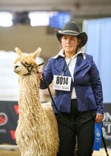 2023 NWSS- 1st Place Suri Yearling Males - Dark Fawn/Med. Fawn