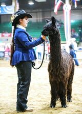 2023 NWSS - 1st Suri Yearling Males Black