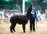 2023 NWSS - 1st Suri Yearling Males Black