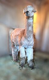 Sweeney Age 5.5 Y.O.- Enjoying the mud