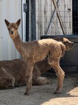 Jubilation's Chayton @ 10 days old