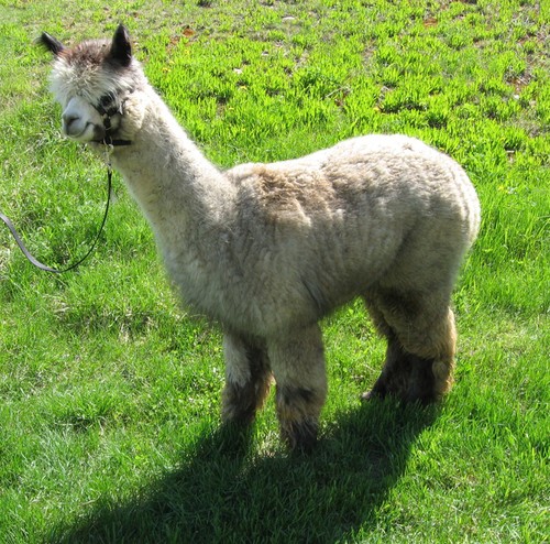 Alpacas For Sale Galaxy S Cracklin Rosie Huacaya Female