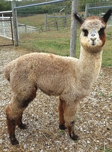 Alpacas For Sale: Gray Alpaca Co's Stryker: Huacaya, Male, Unproven ...