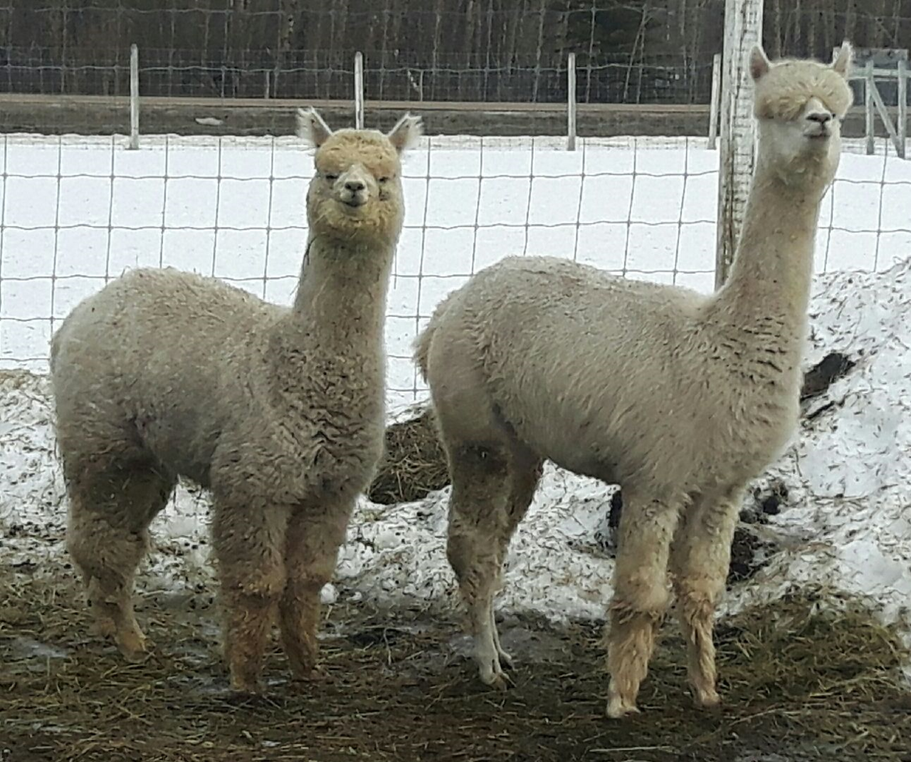 Alpacas For Sale: Birchleaf Velvet Touch: Huacaya, Bred (Female ...