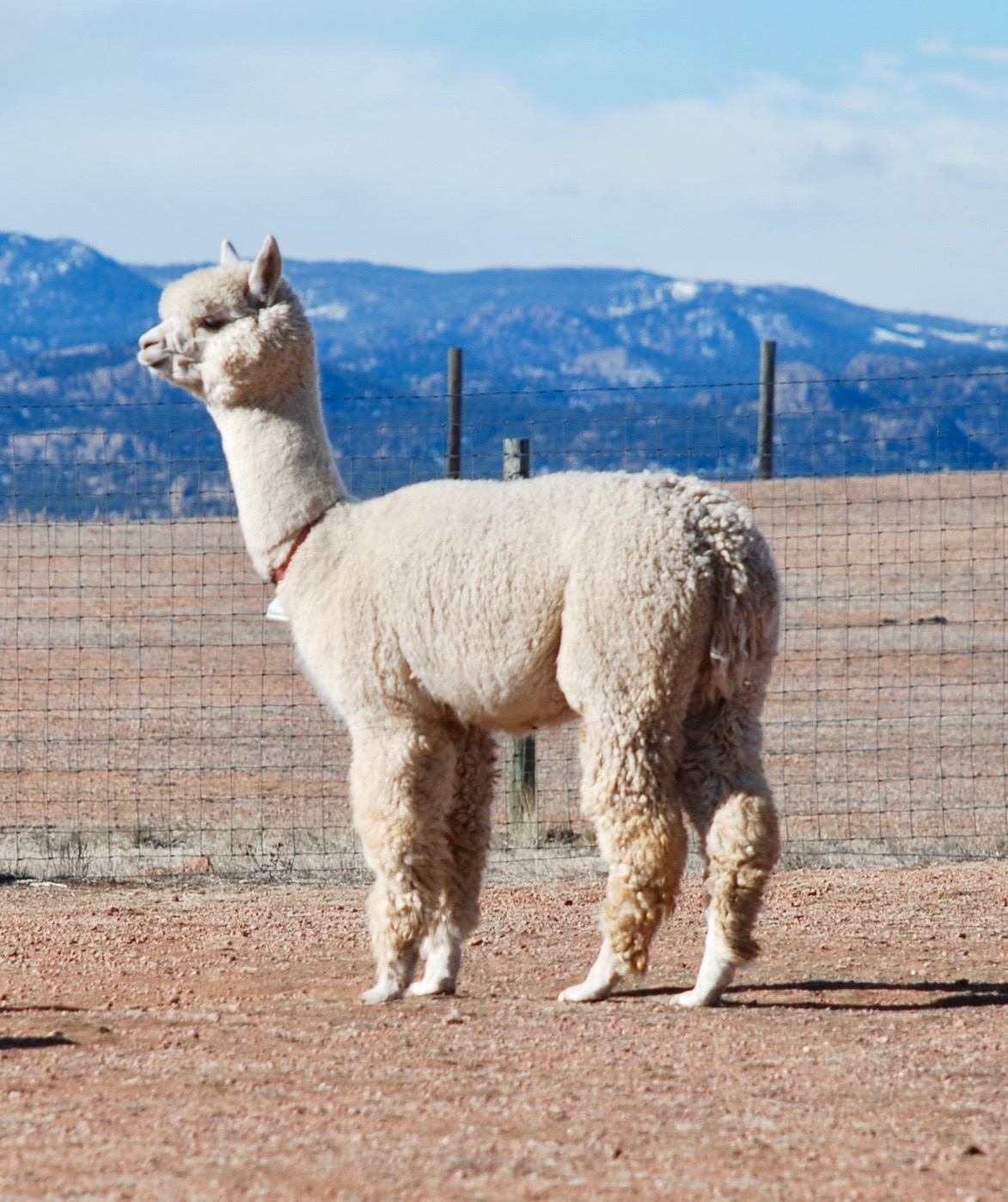 Alpacas For Sale: Red Granites Snowfire: Huacaya, Female, Proven ...