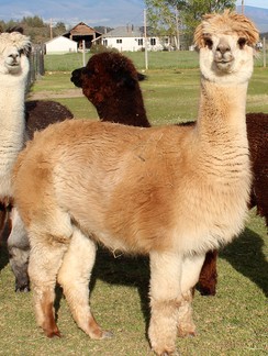 Openherd - Alpacas for Sale