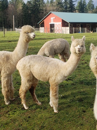 SUNNY ALPACAS-Alpaca Breeding Chart - AAWW